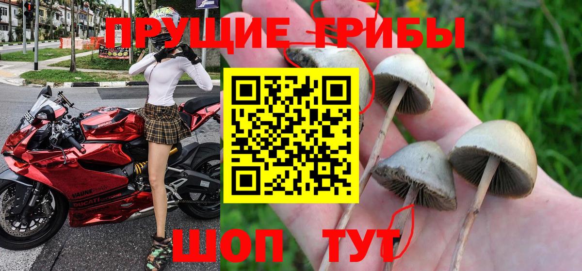 Псилоцибиновые грибы мицелий  Вход с VPN  Великий Новгород 